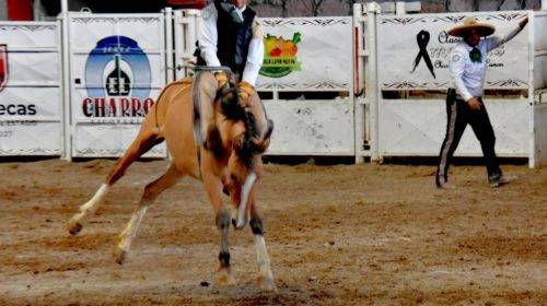 Continúa el Campeonato Estatal Charro en Zacatecas